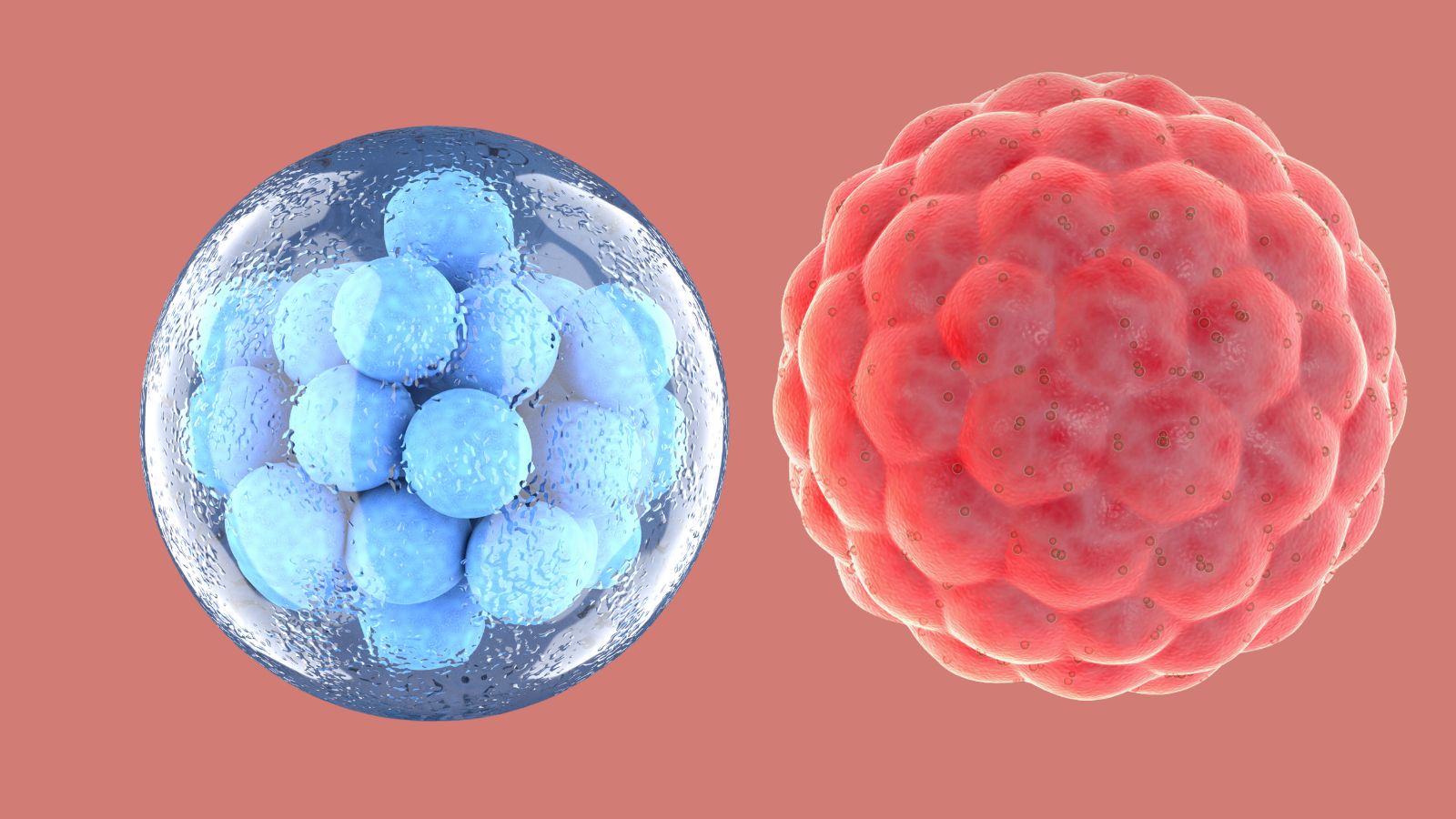 šansa blastocista zamrzavanje